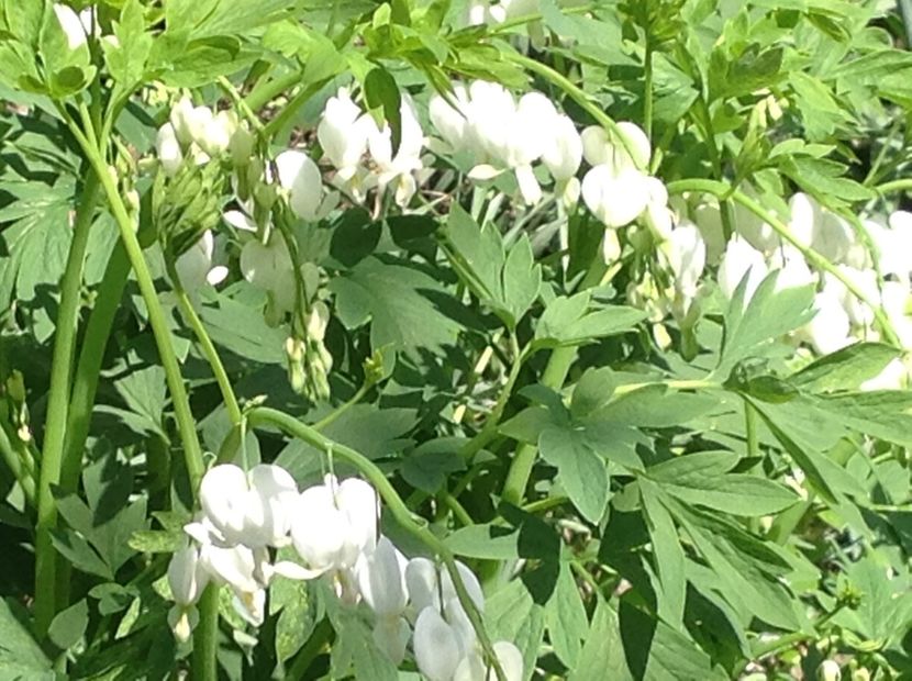  - Dicentra Spectabilis Cerceii Doamnei