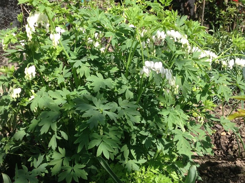  - Dicentra Spectabilis Cerceii Doamnei