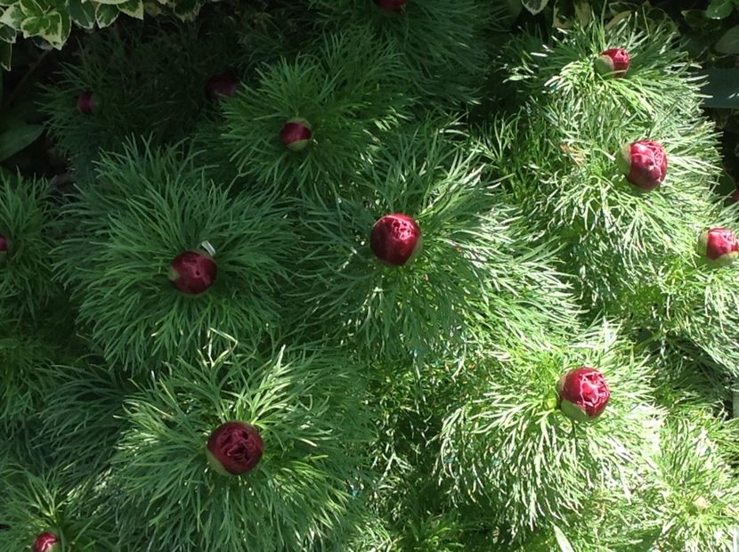  - Bujori de Stepa paeonia tenuifolia rubra plena