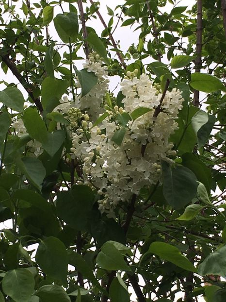 DD684D17-5F49-4C42-8D27-3B8EE65F8F8E - Arbuști 2018