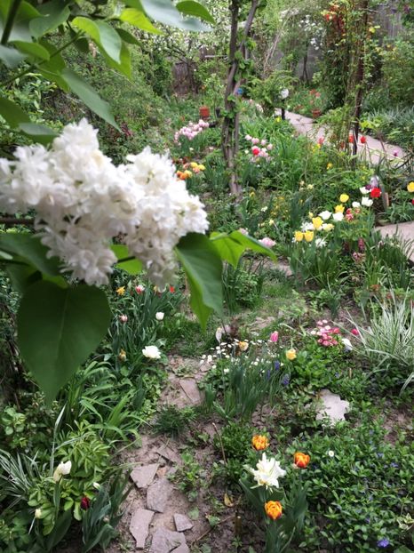 B7FCE5E5-4583-4BF9-B936-0FCB5C824F68 - Arbuști 2018