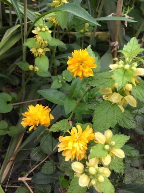 4986E704-F4AF-429B-9845-E4788F8709E6 - Arbuști 2018