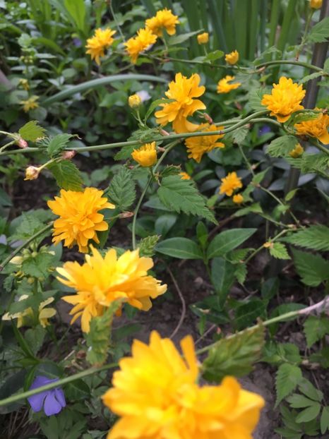 0800F0A9-893C-4ACD-B2B0-09233789EFFC - Arbuști 2018