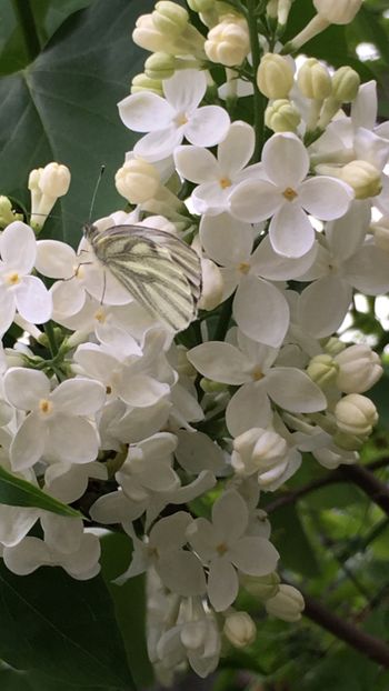 96B046AE-2039-4FCE-9747-DDB6B67C47F8 - Arbuști 2018