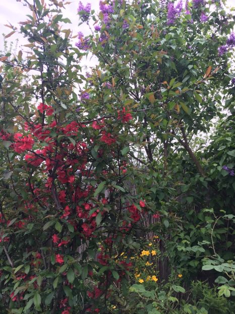 D7BD698A-FDFB-4219-B1B0-C36BCC29C6FA - Arbuști 2018