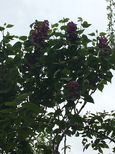 EE55258A-1BC4-4846-8A69-13B16F9F0C89 - Arbuști 2018