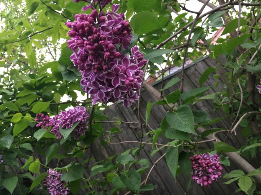 6A065046-29F1-42D3-8363-AB02236E9B2C - Arbuști 2018