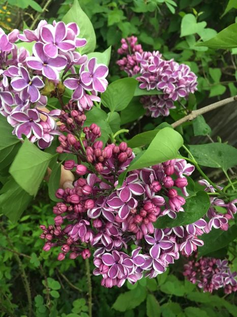 liliac sensation - Arbuști 2018