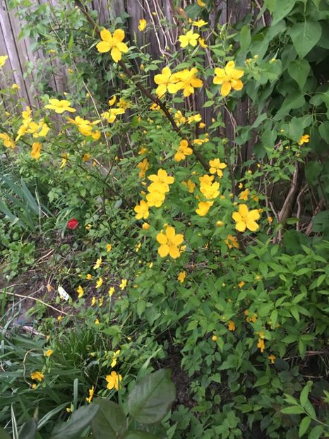 D00AFC2B-BD9A-4A18-BC0E-080B215FC627 - Arbuști 2018