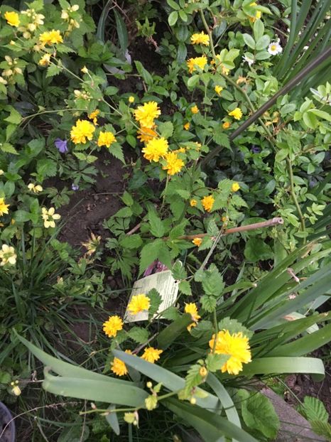 B176A8C0-E27B-4B4F-B07D-A396E3E56B02 - Arbuști 2018