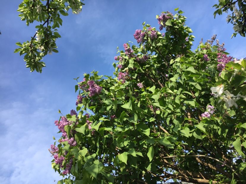 62956C54-9D33-4129-8E61-F5FC19E117F8 - Arbuști 2018