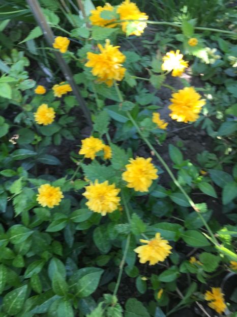 D8C8C5E2-888D-4A02-B9EC-683C247CB23C - Arbuști 2018