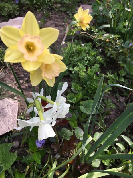 29BA0CB0-0085-4DF4-A618-192D91724E27 - Narcise 2018 24 25