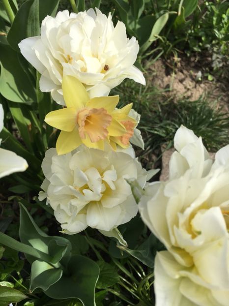 402EA6F5-86BD-47B8-A48B-58E9EDD9EDFE - Narcise 2018 24 25