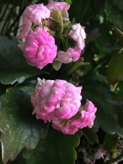 BC684233-7487-49BE-98D7-5657518145A9 - Kalanchoe 2018