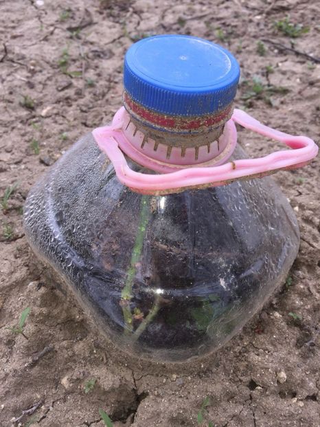 ANGA2828 - FLORILE MELE 2018