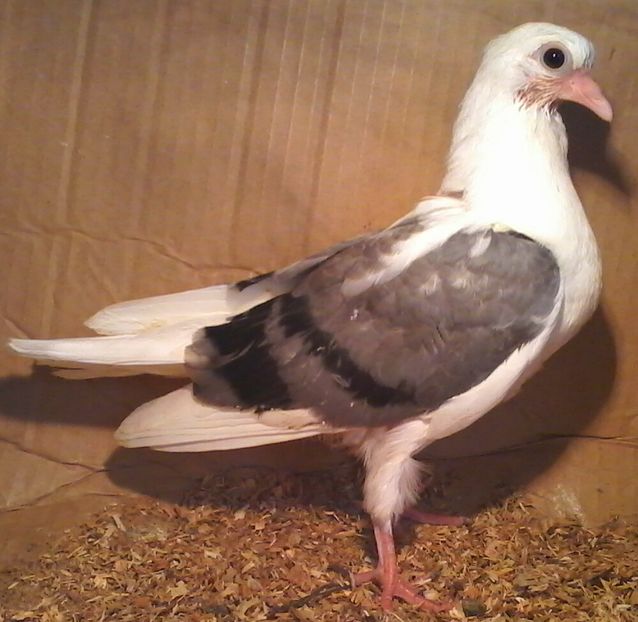 din moriscari tari - z1-pui 2015 2016 2017 2018