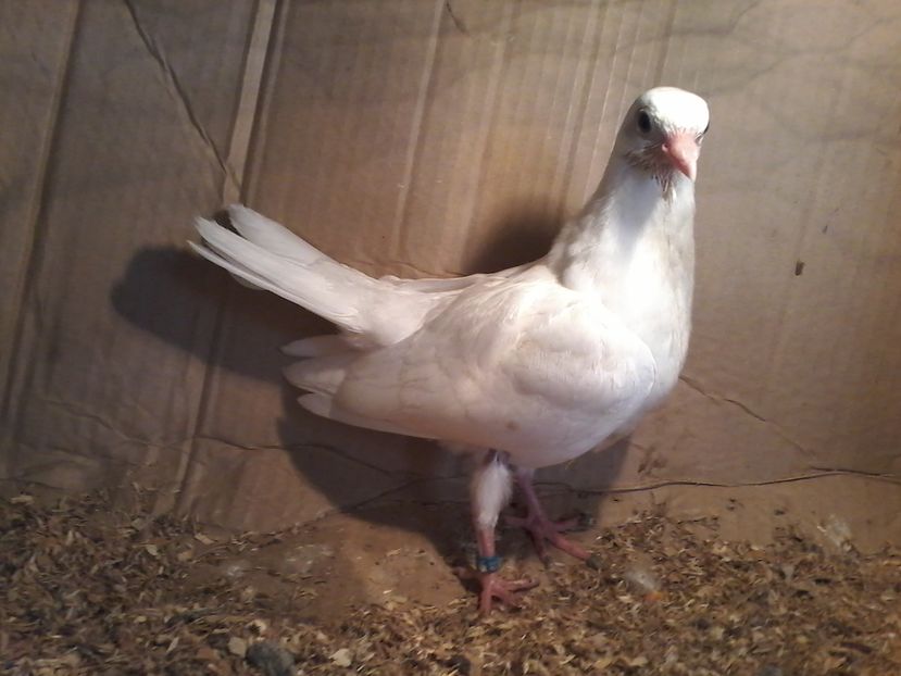 din moriscari tari - z1-pui 2015 2016 2017 2018