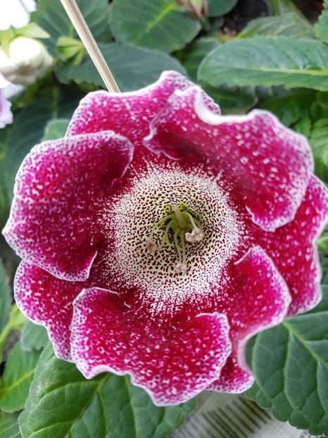 Luc 2 - gloxinia 2018