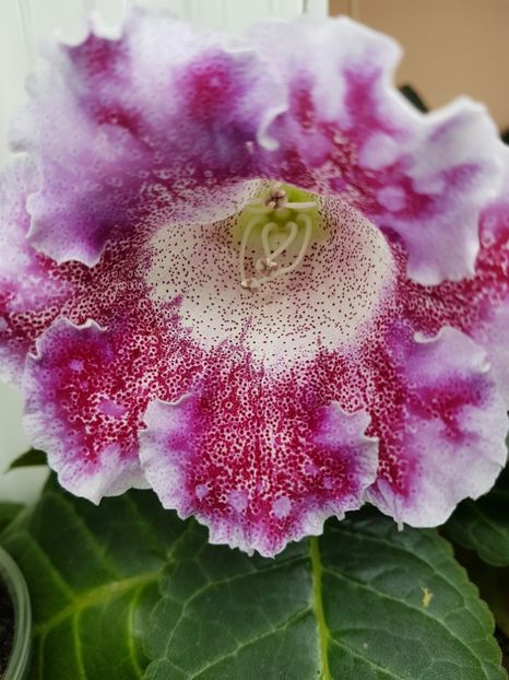 Luc 3 - gloxinia 2018