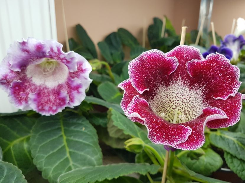  - gloxinia 2018