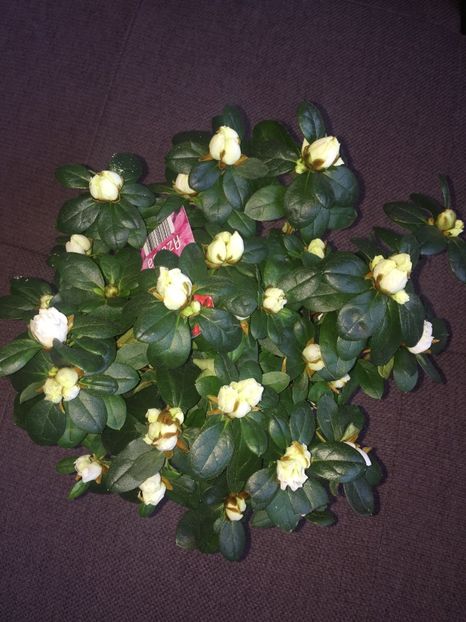  - Achizitii FLORI 2018