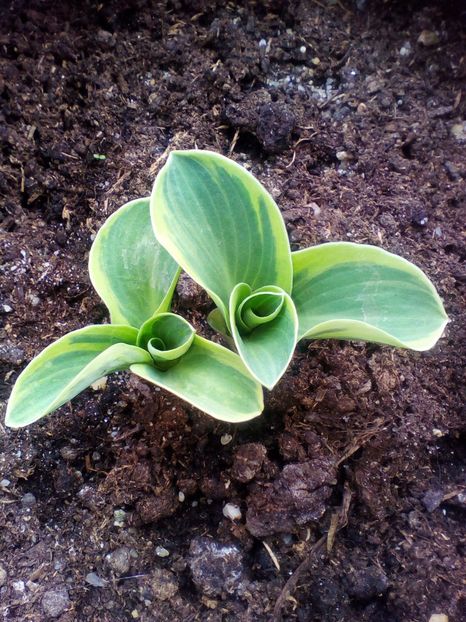  - curtea cu toate cele 2018