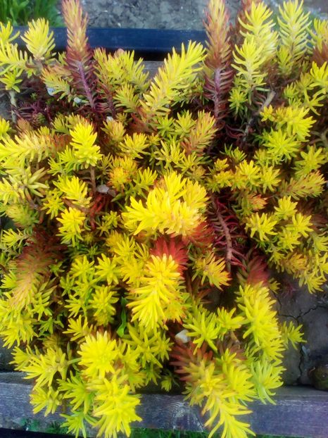  - curtea cu toate cele 2018