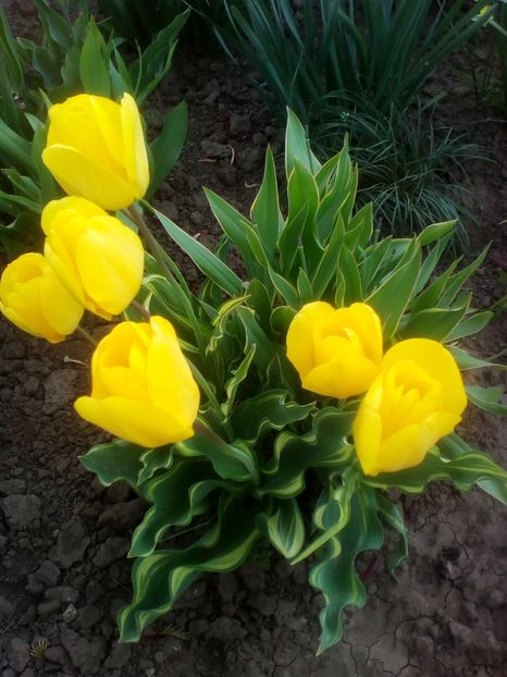  - curtea cu toate cele 2018