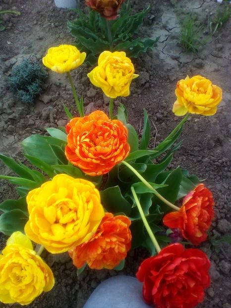  - curtea cu toate cele 2018