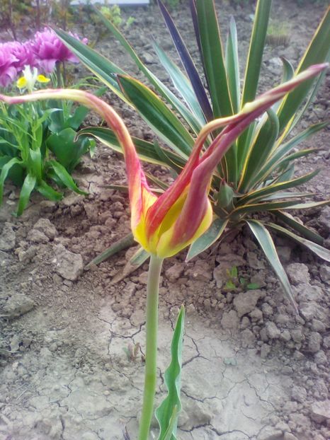 O lalea un pic mai aparte - curtea cu toate cele 2018