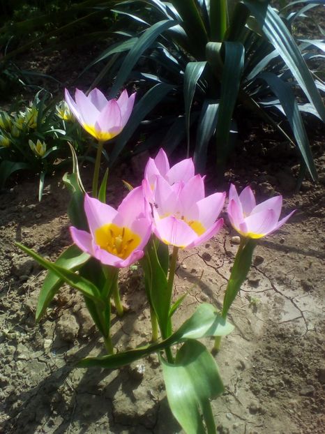  - curtea cu toate cele 2018