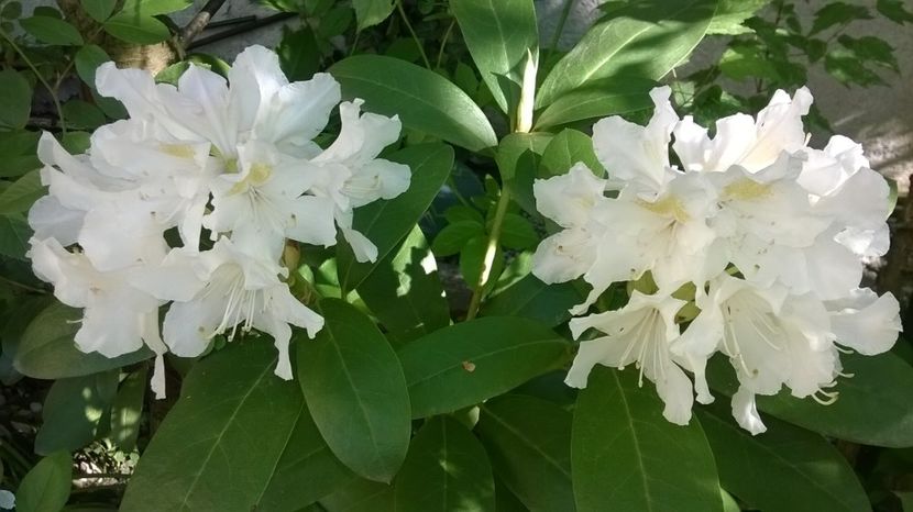  - Rhododendron