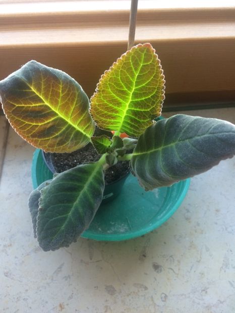 20.04.2018 - Gloxinia Larissa