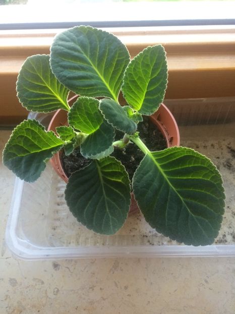 20.04.2018 - Gloxinia Burgundy Queen