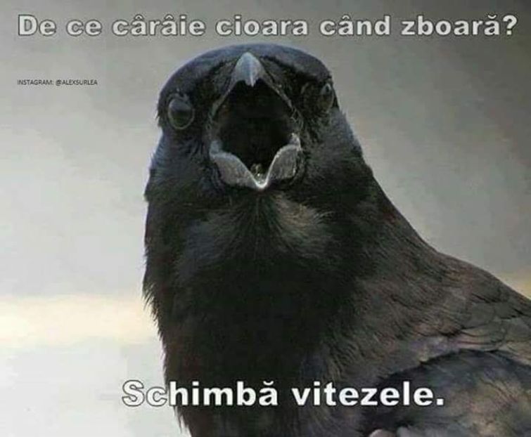  - Poze 3