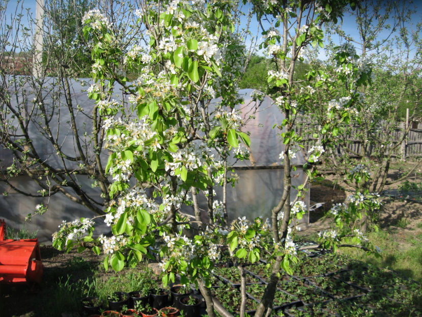  - PERI in floare 20 aprilie 2018