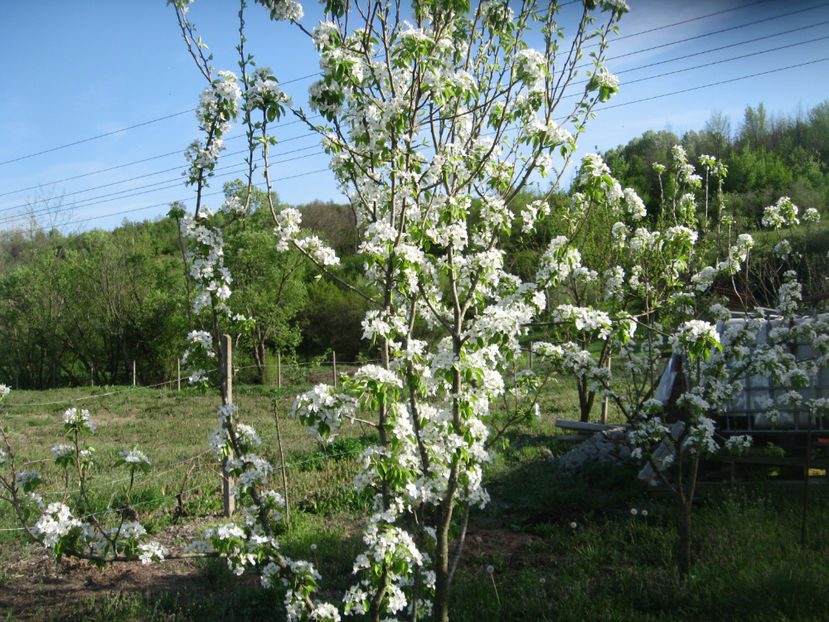  - PERI in floare 20 aprilie 2018