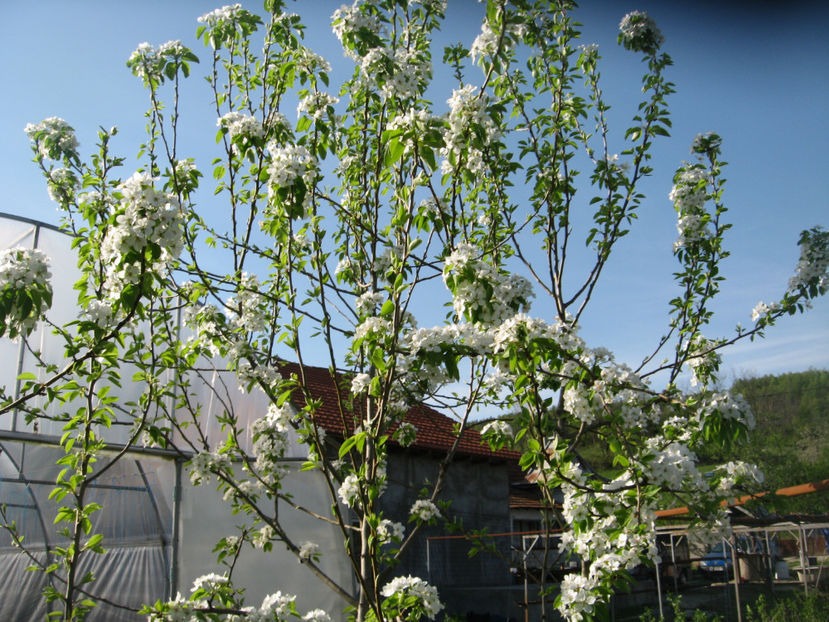  - PERI in floare 20 aprilie 2018