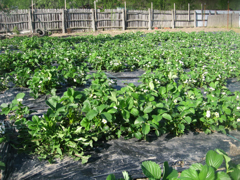  - Capsuni mai -iunie 2018