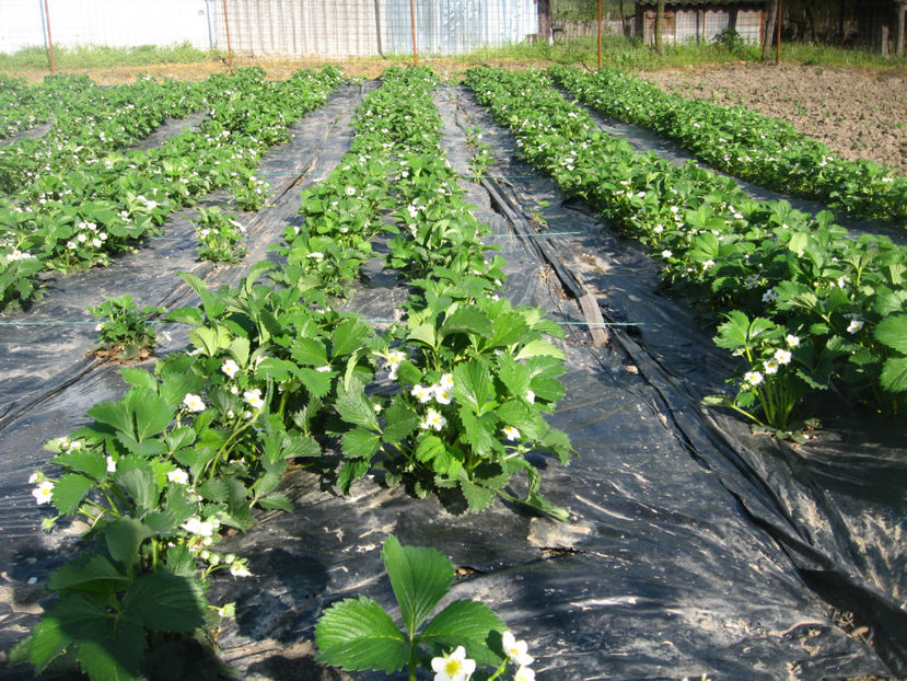  - Capsuni mai -iunie 2018