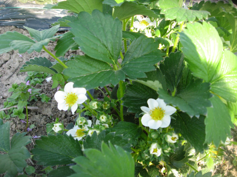  - Capsuni mai -iunie 2018