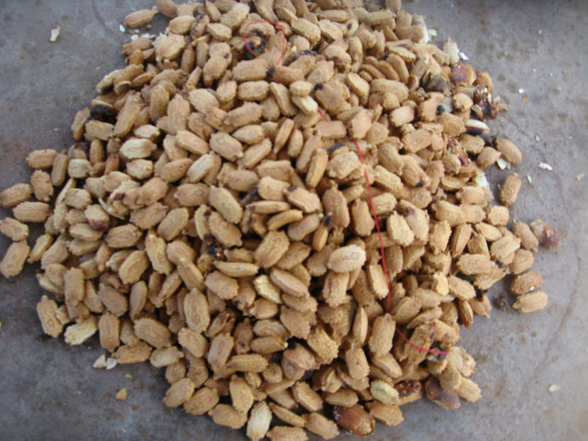 seminte charantia galben - CHARANTIA__ CASTRAVETE MEDICINAL