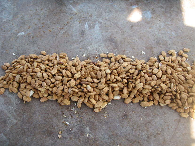  - CHARANTIA__ CASTRAVETE MEDICINAL