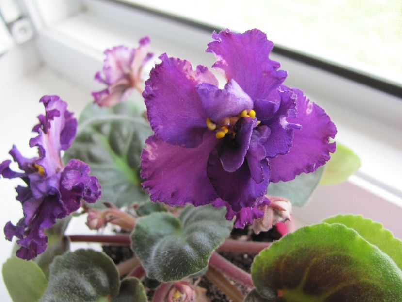  - ZZZ EK Wild Orchid EK Dikaia Orkhideia