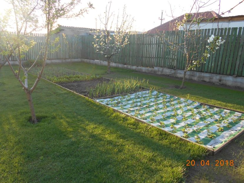  - 3Gradina de legume 2018