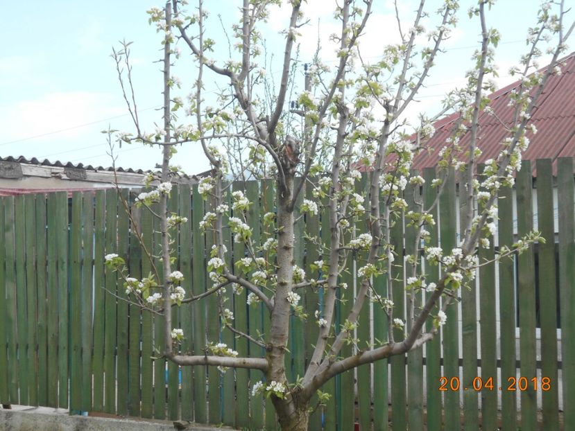  - 3Gradina de legume 2018