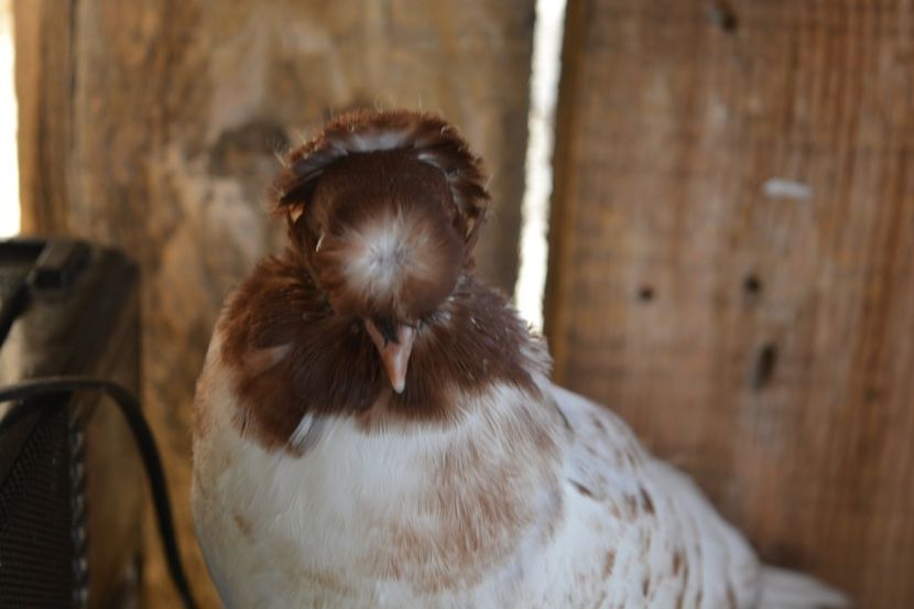 Cap rosu nr. 3 - Pui 2018