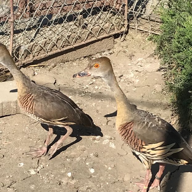 2649A2A0-5029-44AC-86AB-128E8BDFF4E7 - Gisca Fluieratoare Cu Secera