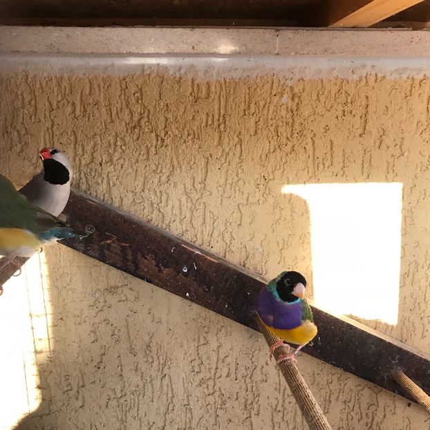 A759C3FF-FED8-47BE-B206-35521373BA44 - Păsări mici de colivie